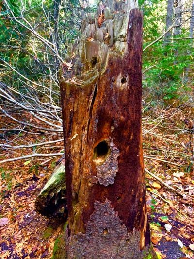 '101 Woodpecker Lane' by Jonny Olsen