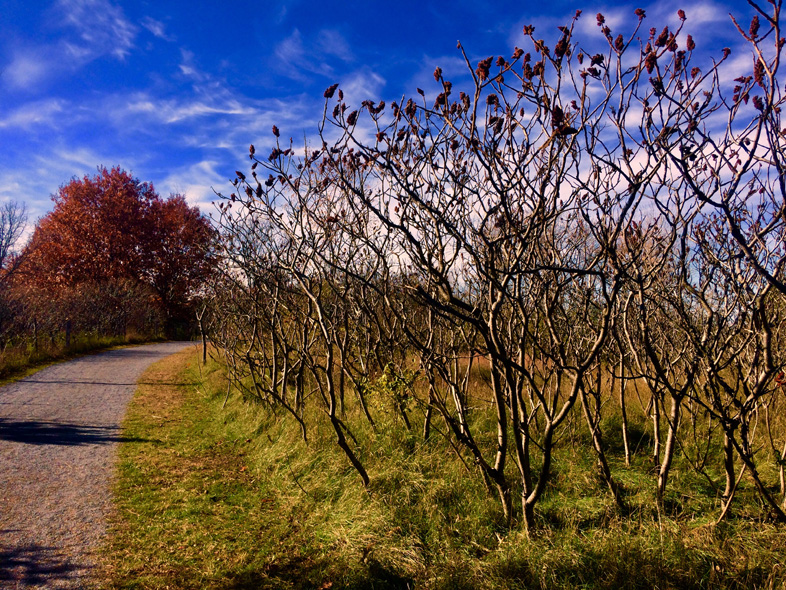 'Almost Home' by Jonny Olsen