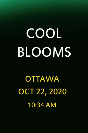 'Cool Blooms' by Jonny Olsen