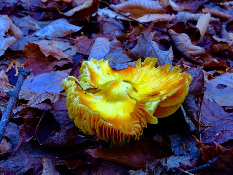 'Eye of the Forest' by Jonny Olsen