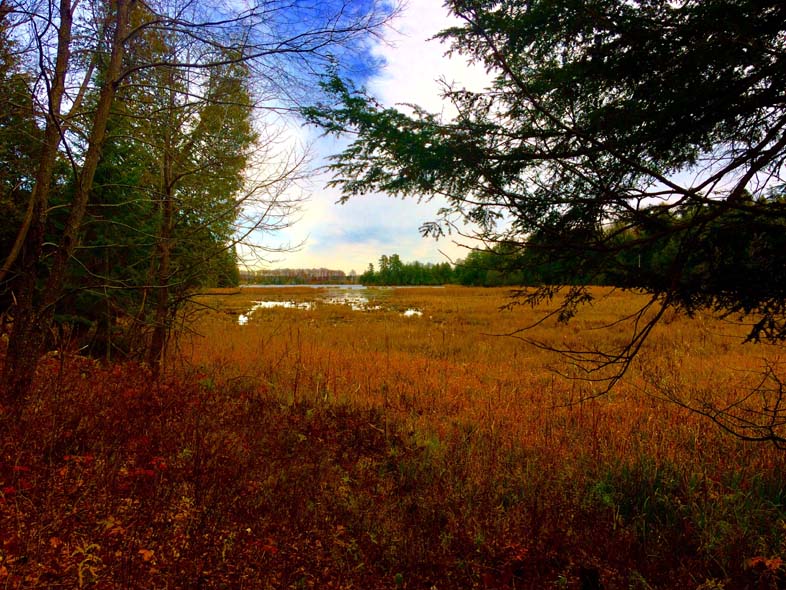 'Grasses Holding the Fire' by Jonny Olsen