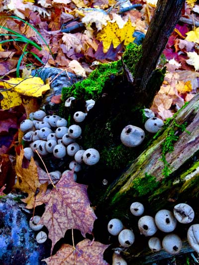 'Musical Mushroom Mountain' by Jonny Olsen