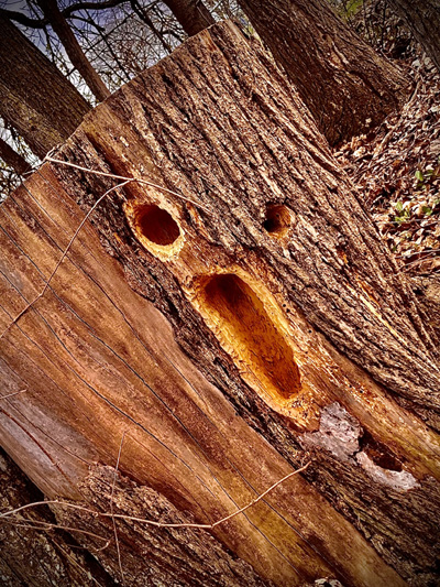 'Rise Above' by Jonny Olsen