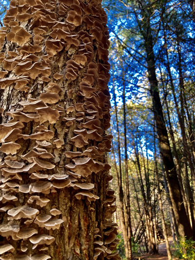  'Potato Chip Tree' by Jonny Olsen