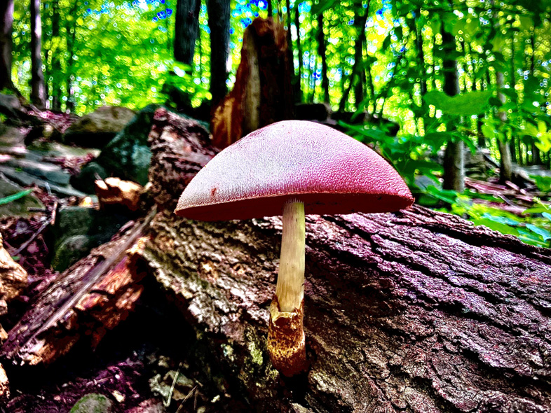 'Shady Bloom' by Jonny Olsen