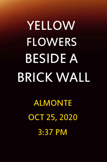 'Yellow Flowers Beside a Brick Wall' by Jonny Olsen