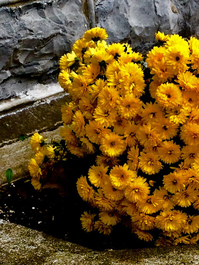 'Yellow Flowers Beside a Brick Wall' by Jonny Olsen