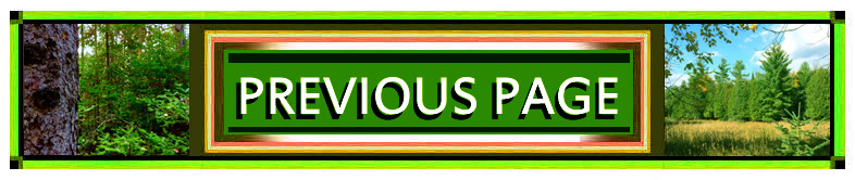 Previous Photography Page